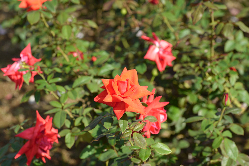 image0420