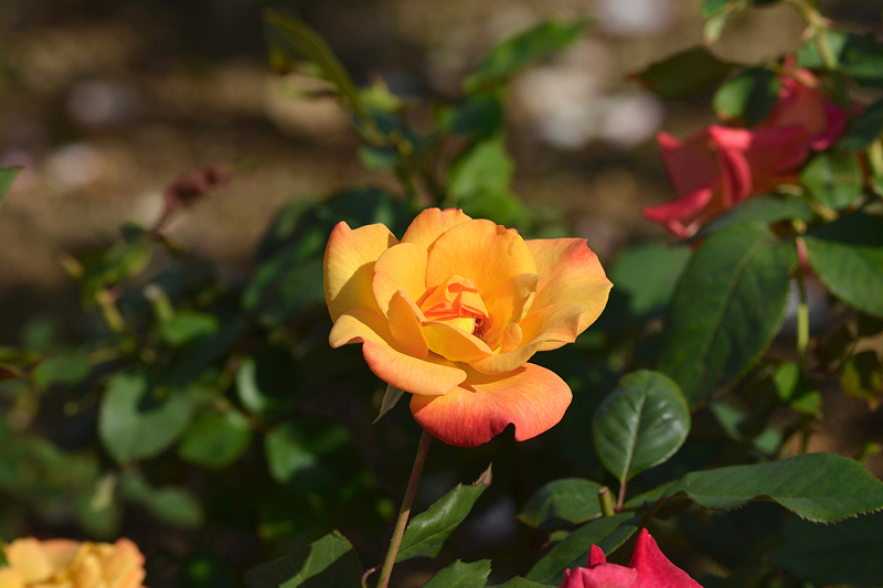 image0423