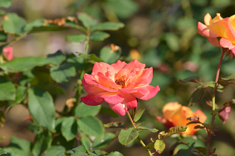 image0425
