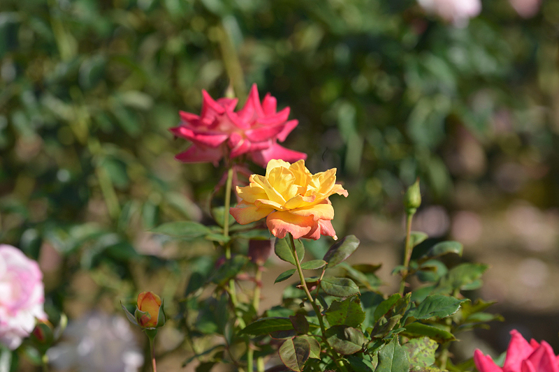 image0426