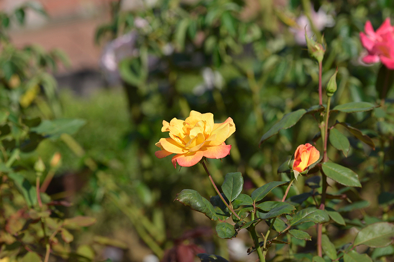 image0427