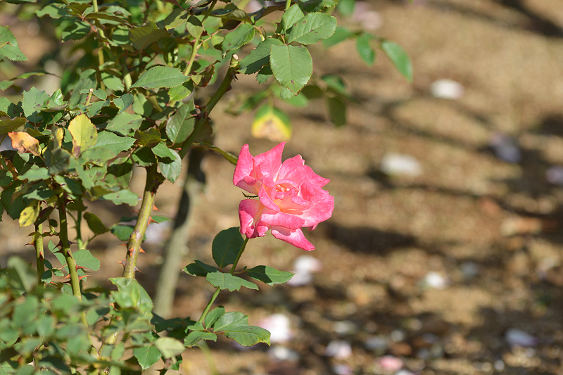 image0428