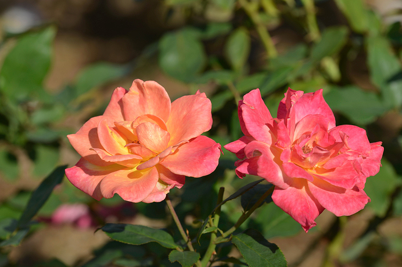 image0429