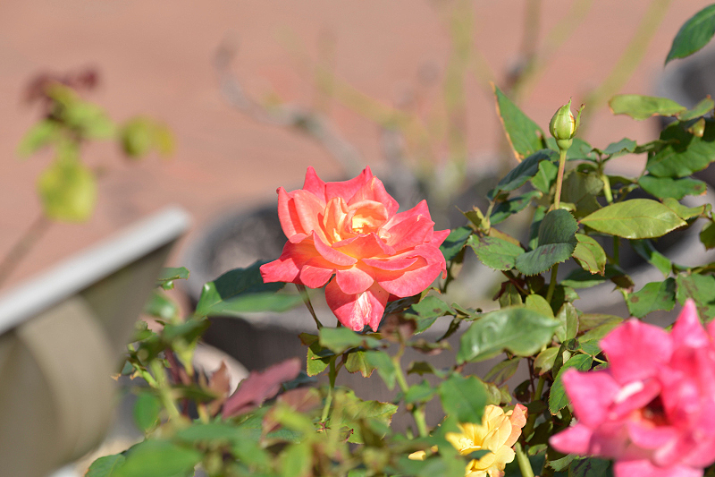 image0430