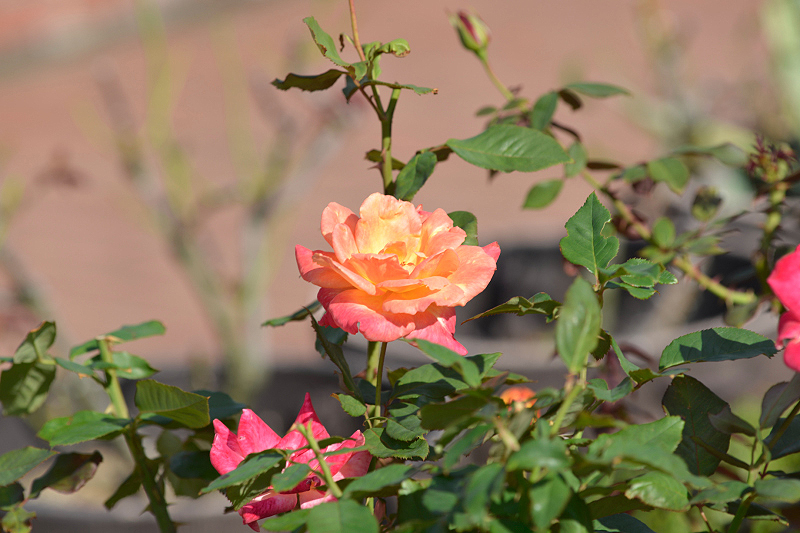 image0431