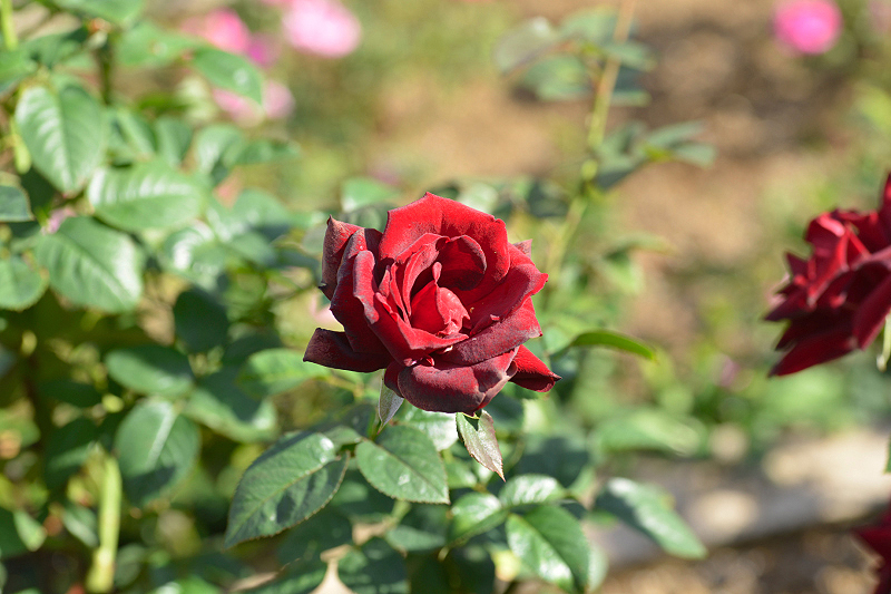 image0437