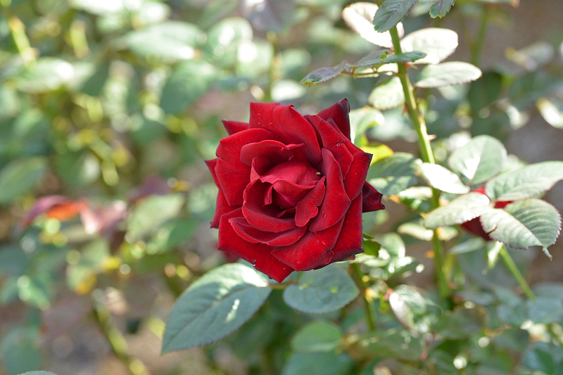 image0438
