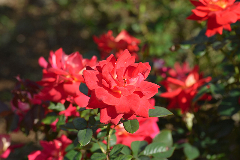 image0439