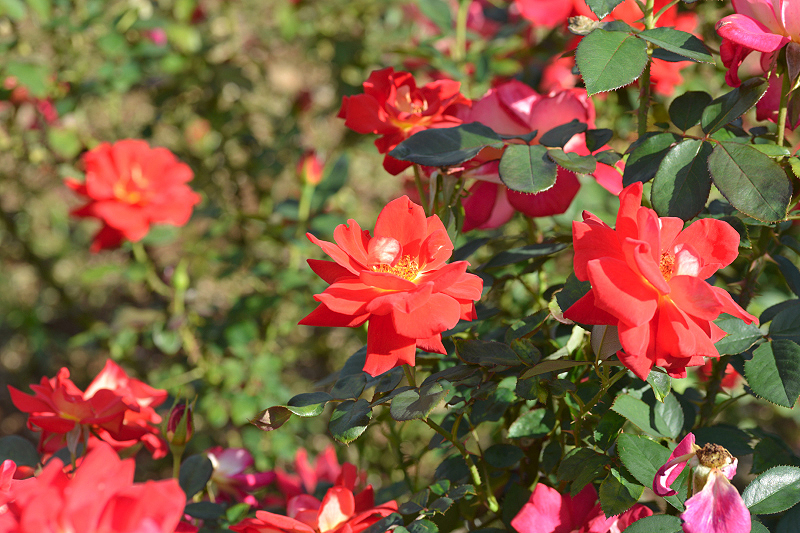 image0440