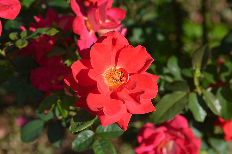 image0441