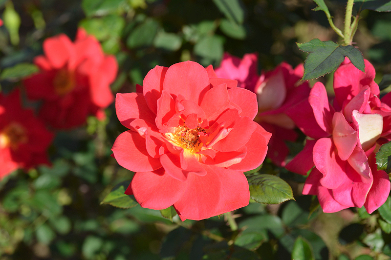image0442