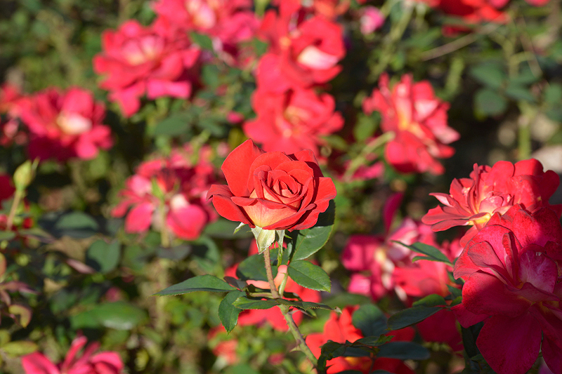 image0443