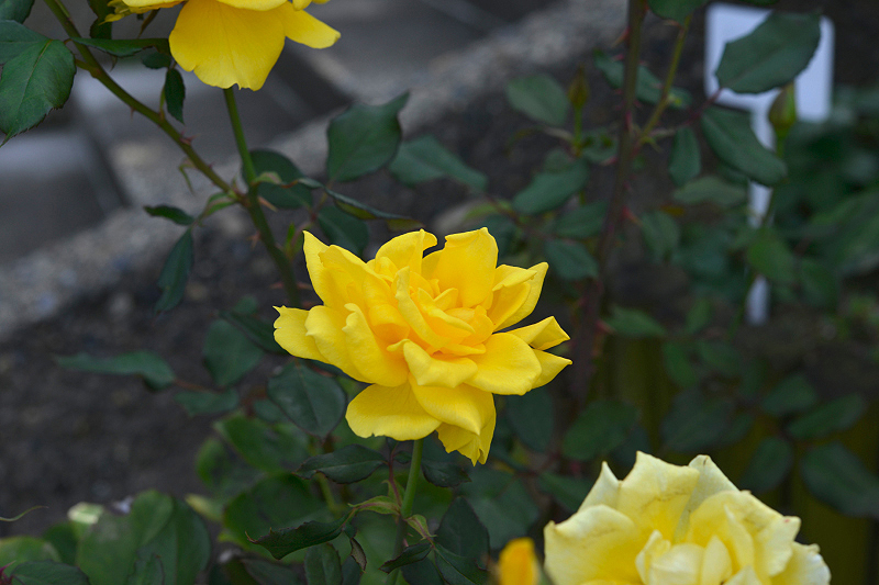 image0444