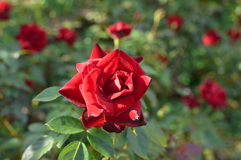 image0448