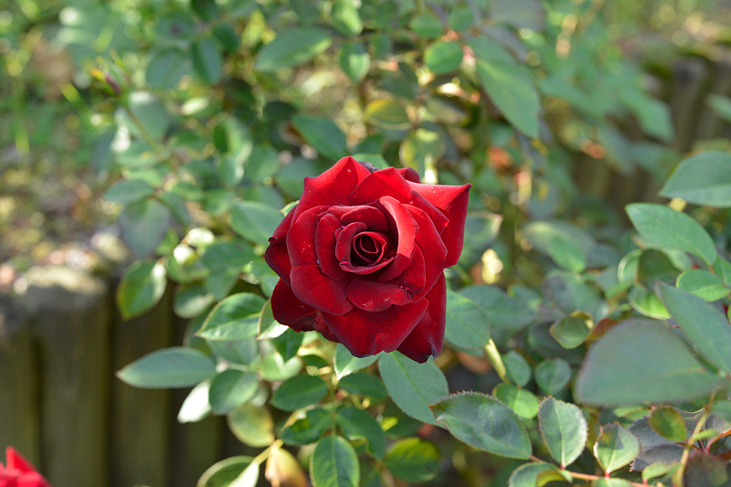 image0451