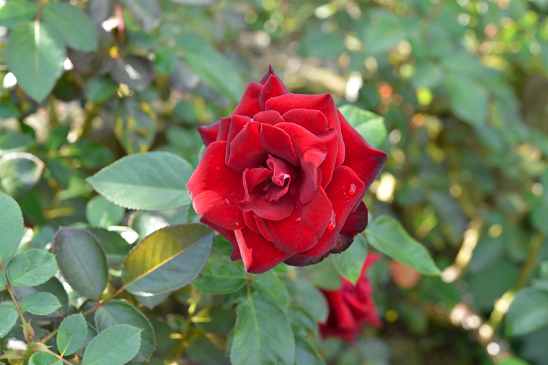 image0454
