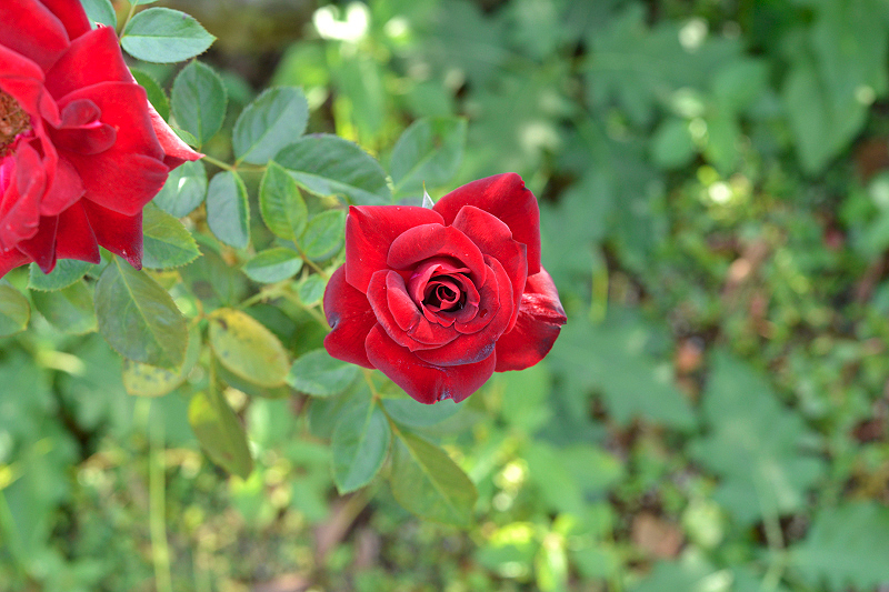 image0455