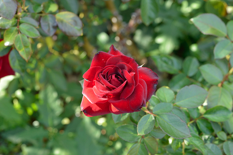 image0456
