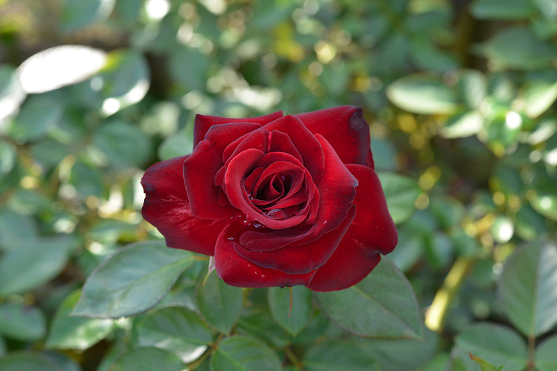 image0457