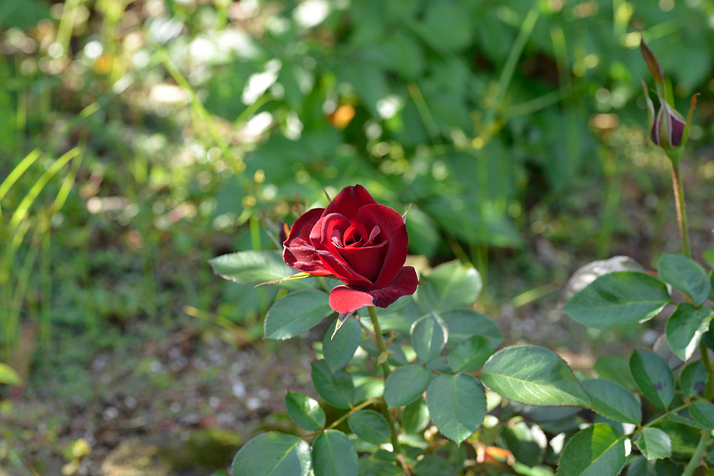 image0460
