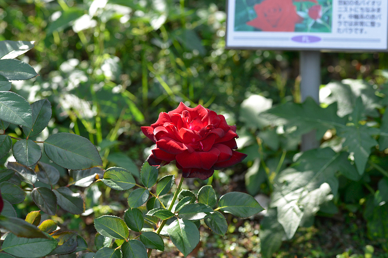 image0461