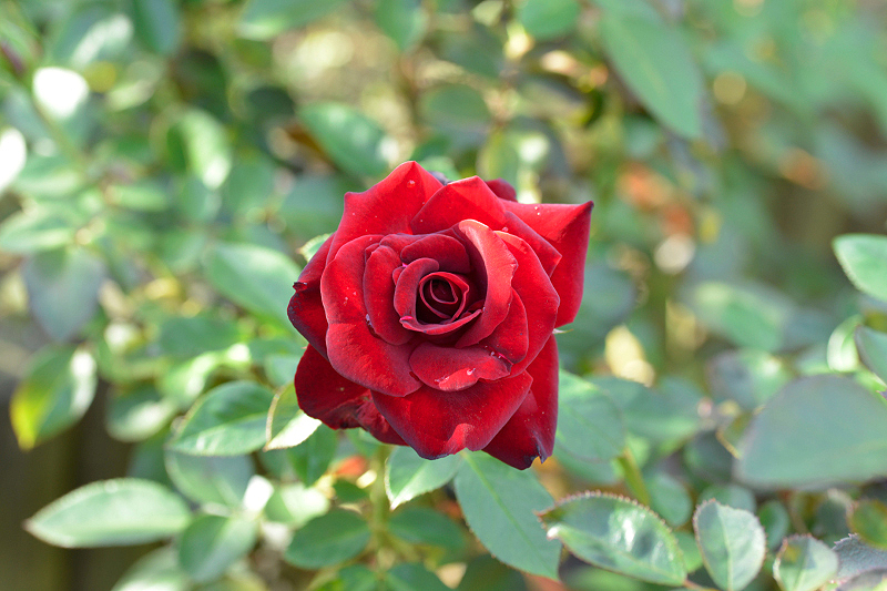 image0462