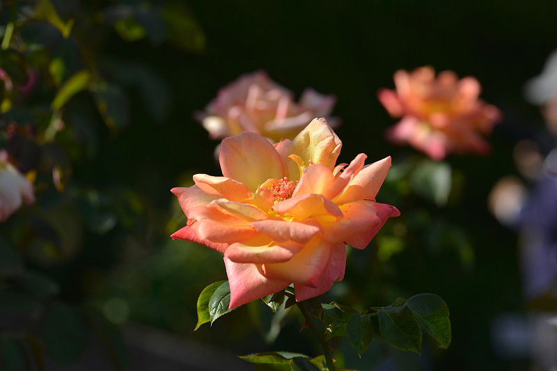 image0463