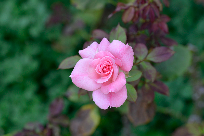 image0465