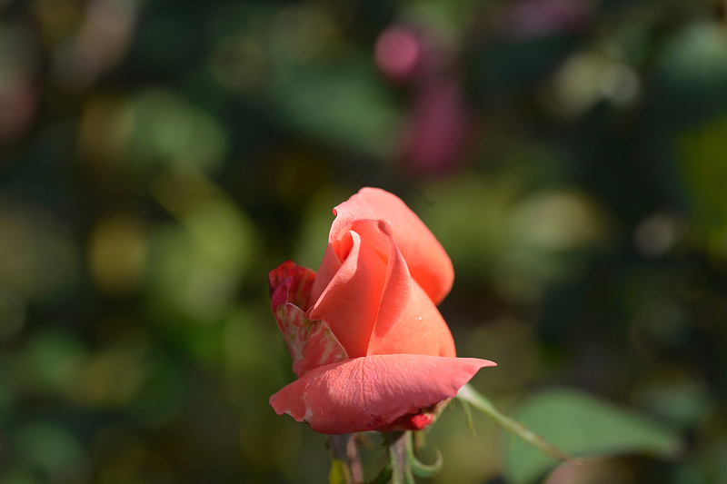 image0466