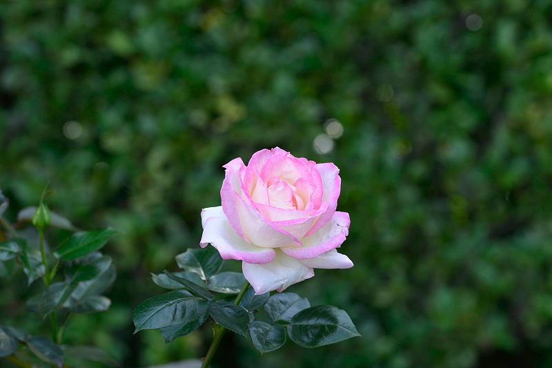 image0467