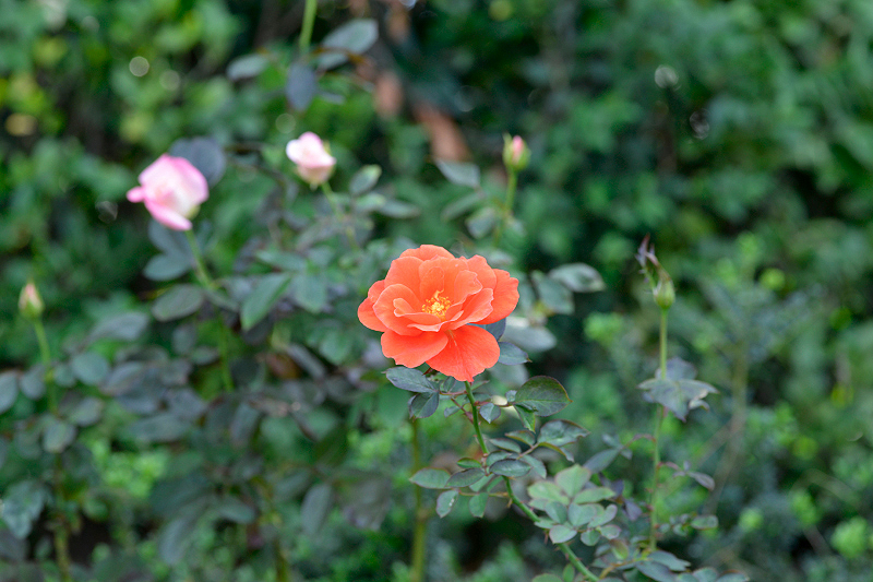 image0470