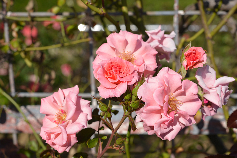 image0473