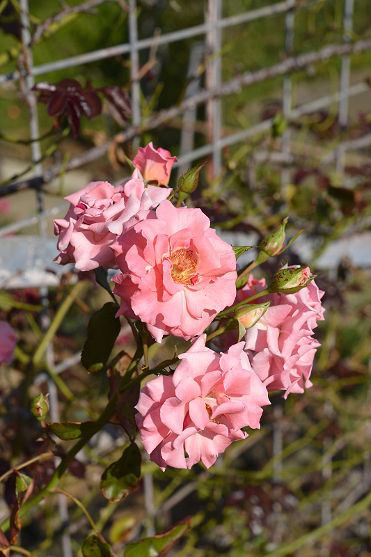 image0474