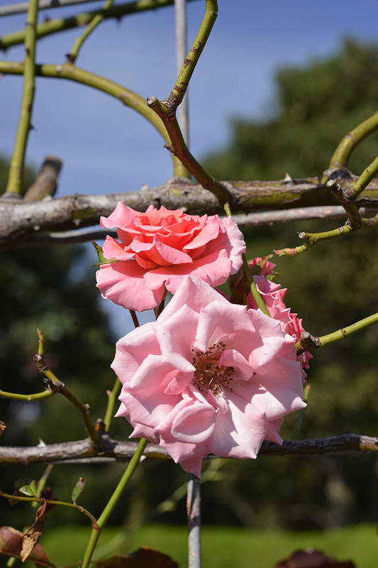image0475