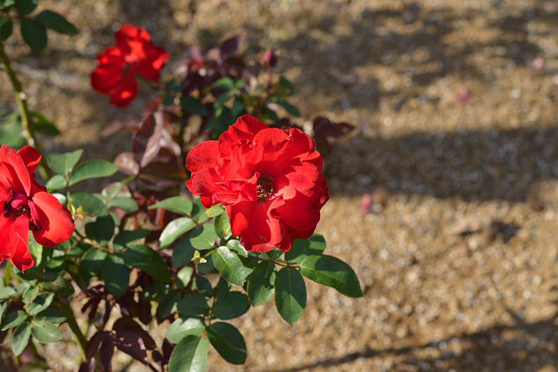 image0477