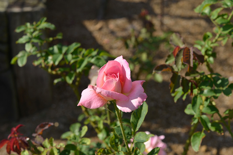 image0478