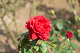 image0160