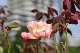 image0162