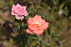 image0169
