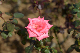 image0171