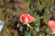 image0175