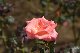 image0176