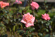 image0177