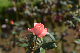 image0178
