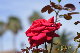 image0184