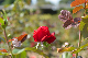 image0186