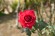 image0187
