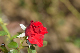 image0188