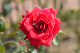 image0190