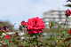 image0191